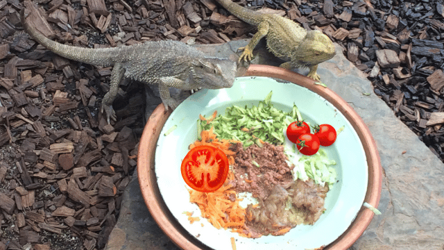 owners feeding their bearded dragon carrots, tomatoes, greens