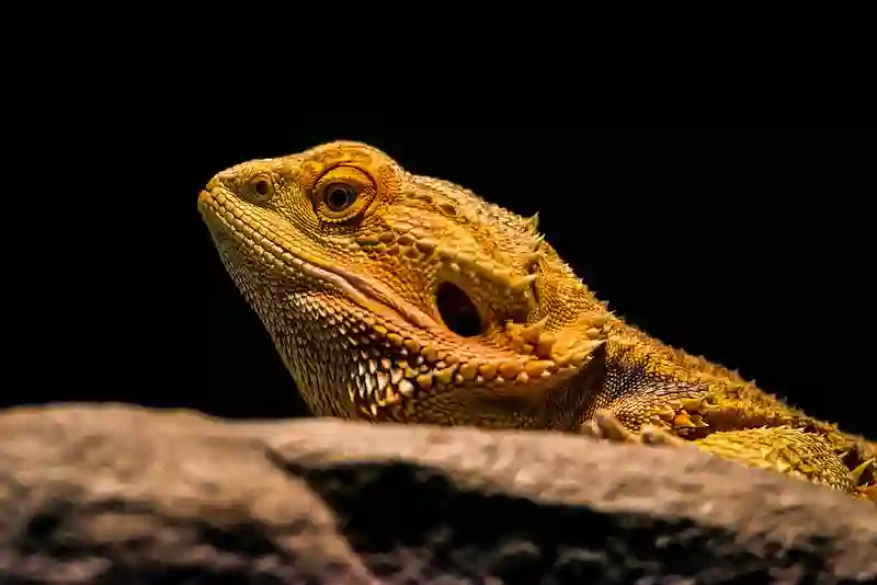 Bearded Dragon Complete Lighting And Heating Guide