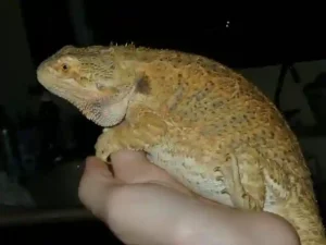 Bearded Dragon Digestive Issues Why They Aren't Digesting Food