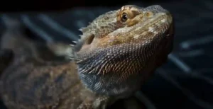 Bearded Dragon Stress Marks What They Mean and How to Treat Them