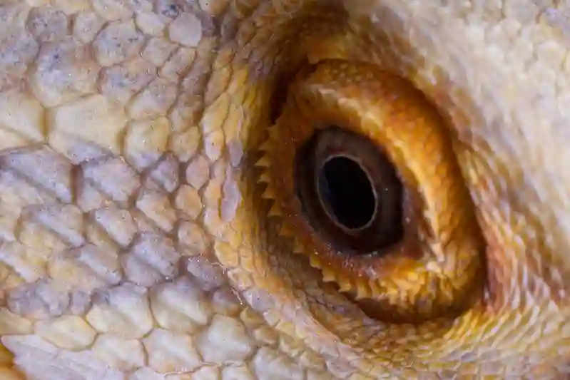 Bearded Dragon Sunken Eyes: What’s Normal and What’s Not?