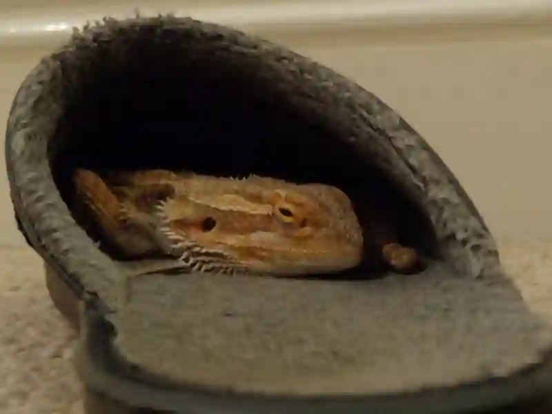Bearded Dragon Won't Come Out Of Hide Possible Explanations