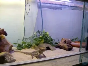 How To Raise The Temperature In A Bearded Dragon Tank