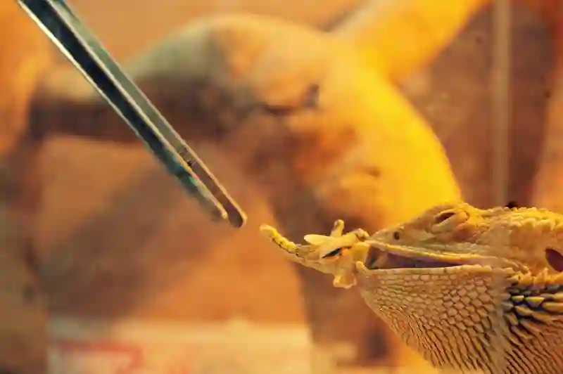 Overfeeding Bearded Dragons Risks,Signs And Prevention