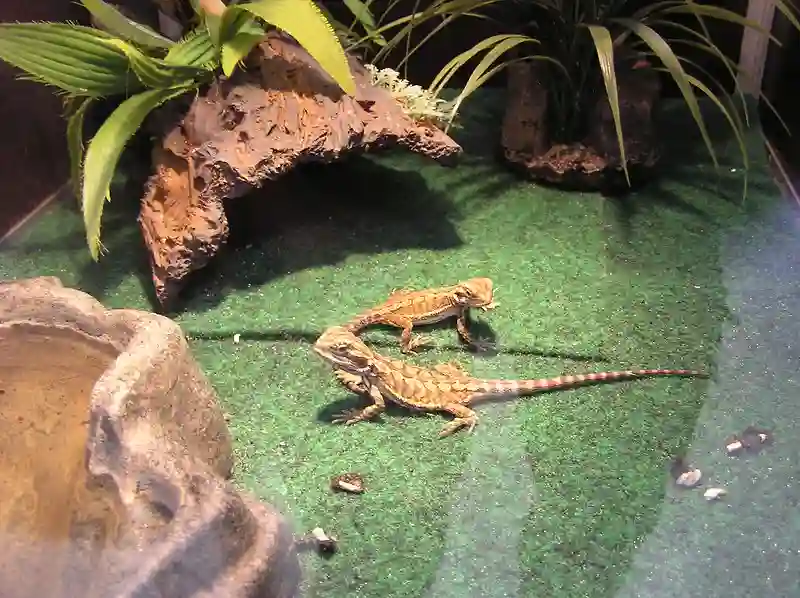 Time Out For Bearded Dragons: How Long Is Safe Outside The Cage?