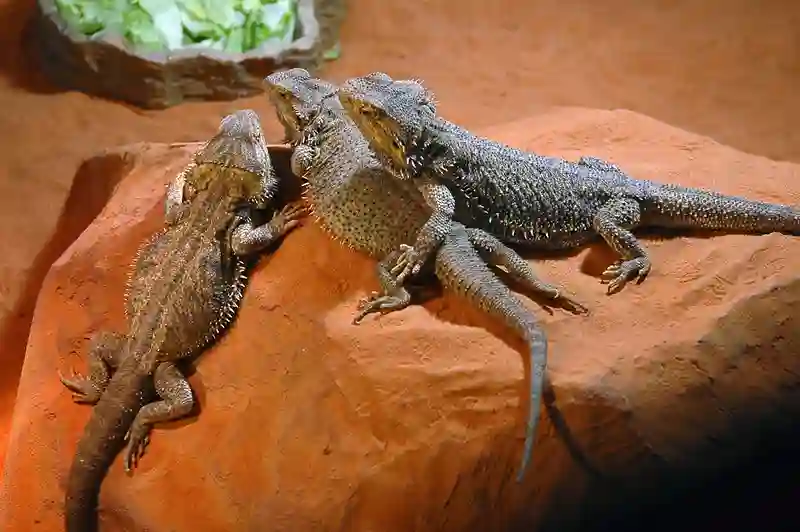 Top Places To Buy A Bearded Dragon