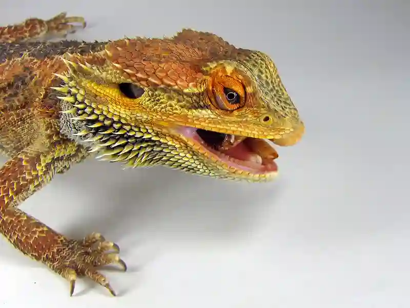 What Do Bearded Dragons Hate?