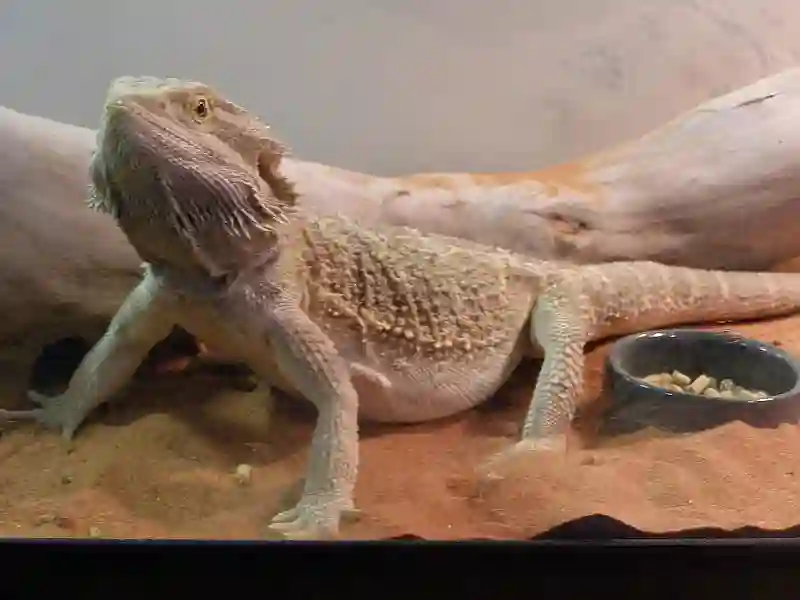 Managing Weight: What To Feed An Overweight Bearded Dragon?
