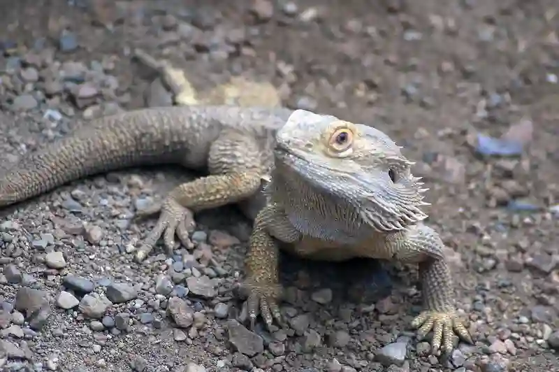 Who Are Bearded Dragons Natural Enemies?