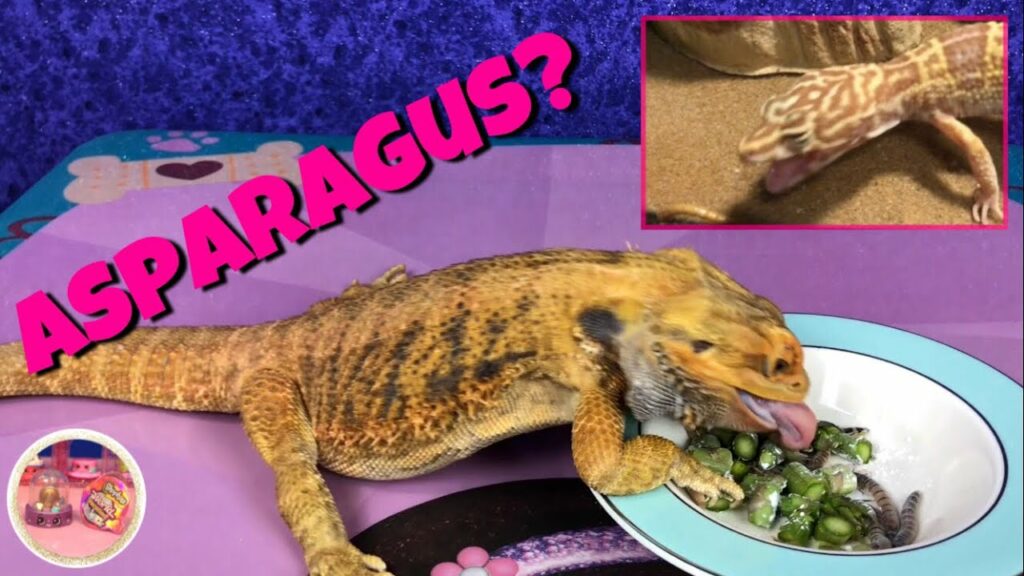 Can Bearded Dragons Eat Asparagus?