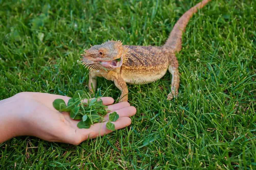 Can Bearded Dragons Eat Carrot Tops?