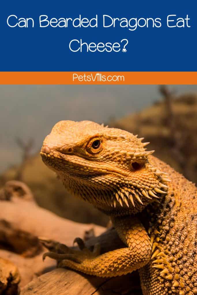 Can Bearded Dragons Eat Cheese Puffs?