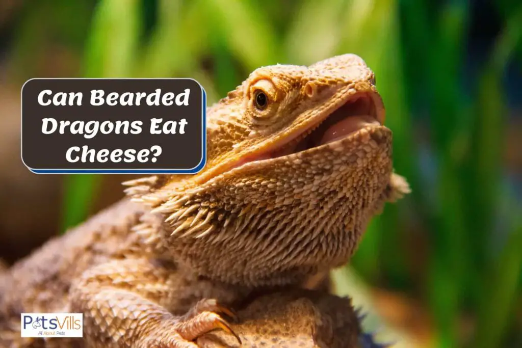 Can Bearded Dragons Eat Mozzarella Cheese?