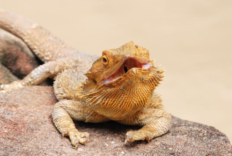 Can Bearded Dragons Eat Plum Skin?
