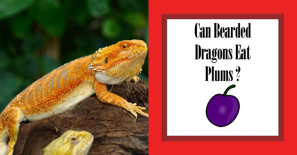 Can Bearded Dragons Eat Red Plums?