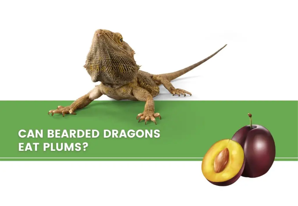 Can Bearded Dragons Eat Red Plums?