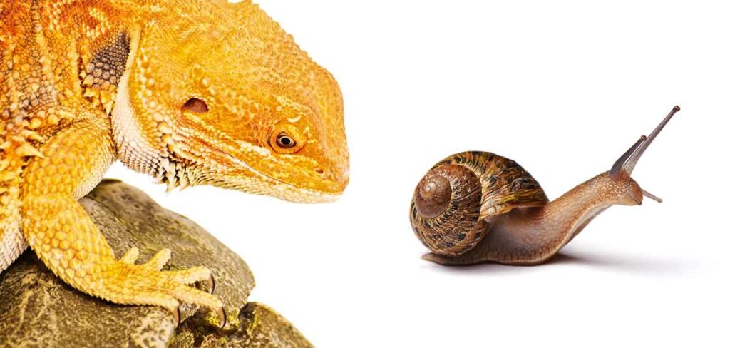 Can Bearded Dragons Eat Snail Eggs?