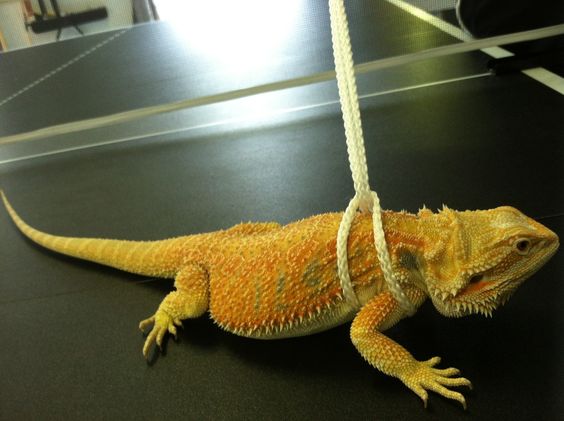 Crafting a DIY Bearded Dragon Harness Can Enhance the Bonding Experience