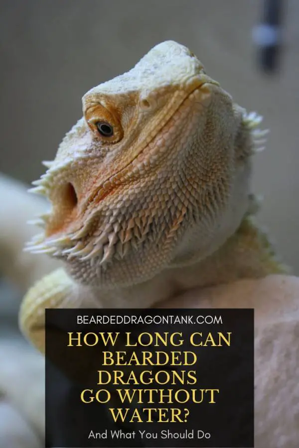 How Long Can a Bearded Dragon Go Without Water?