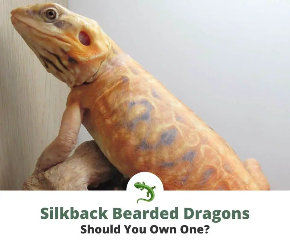 How to Choose the Right Silkie Bearded Dragon