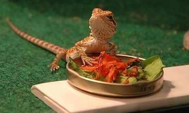 How to Entice a Bearded Dragon to Eat Greens?