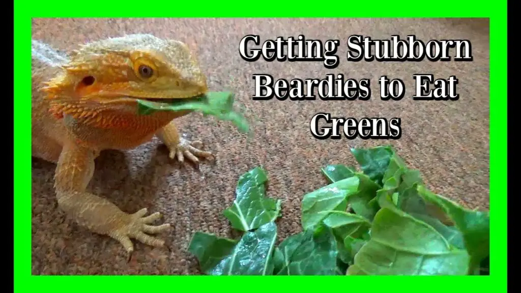 How to Entice a Bearded Dragon to Eat Greens?