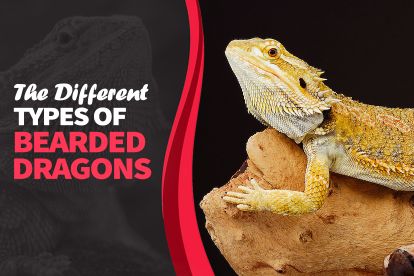 Identifying Compatible Animals for a Bearded Dragon