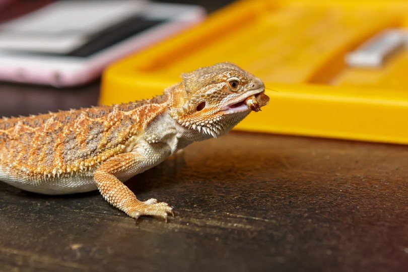 What Age Can Bearded Dragons Eat Superworms?