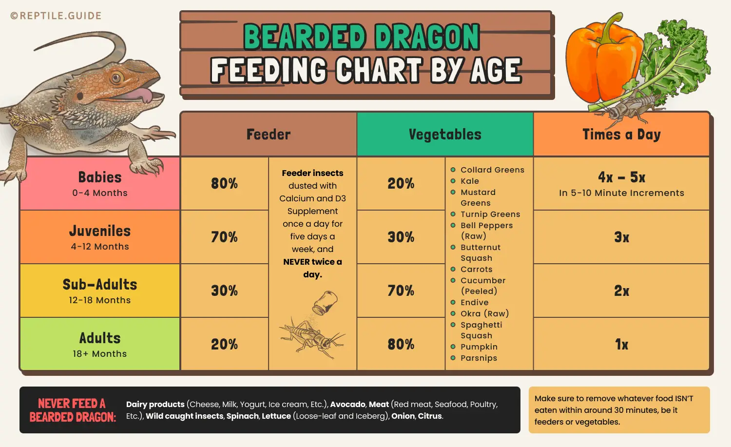 What Human Food Can Bearded Dragons Eat?