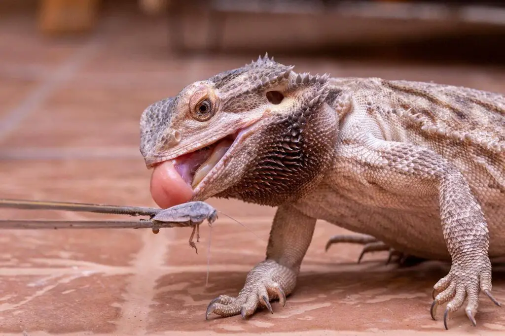 When to Introduce Large Crickets into a Bearded Dragons Diet