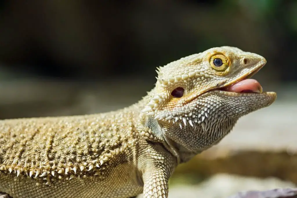When to Introduce Large Crickets into a Bearded Dragons Diet