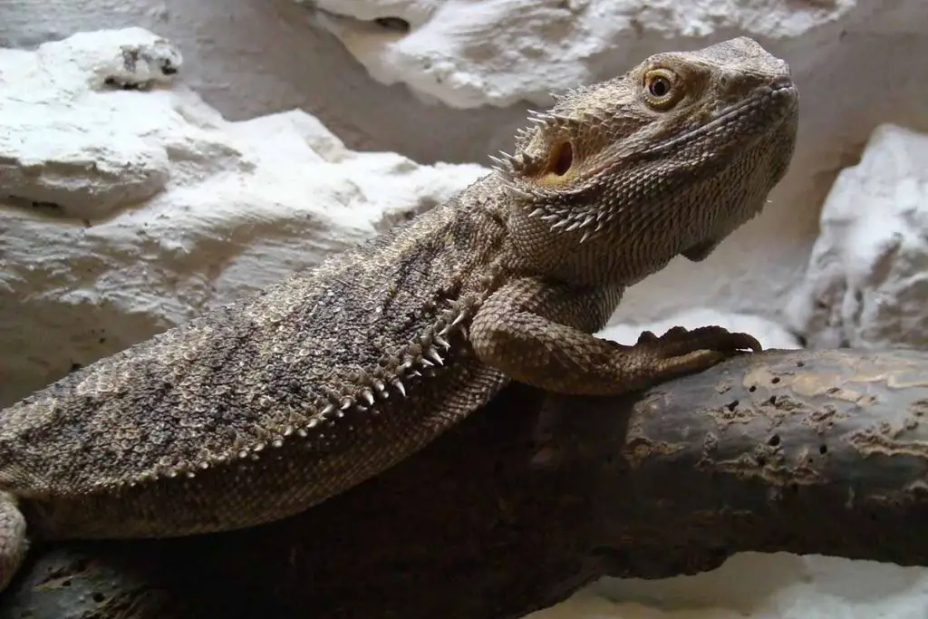 Why Bearded Dragons Arent Growing