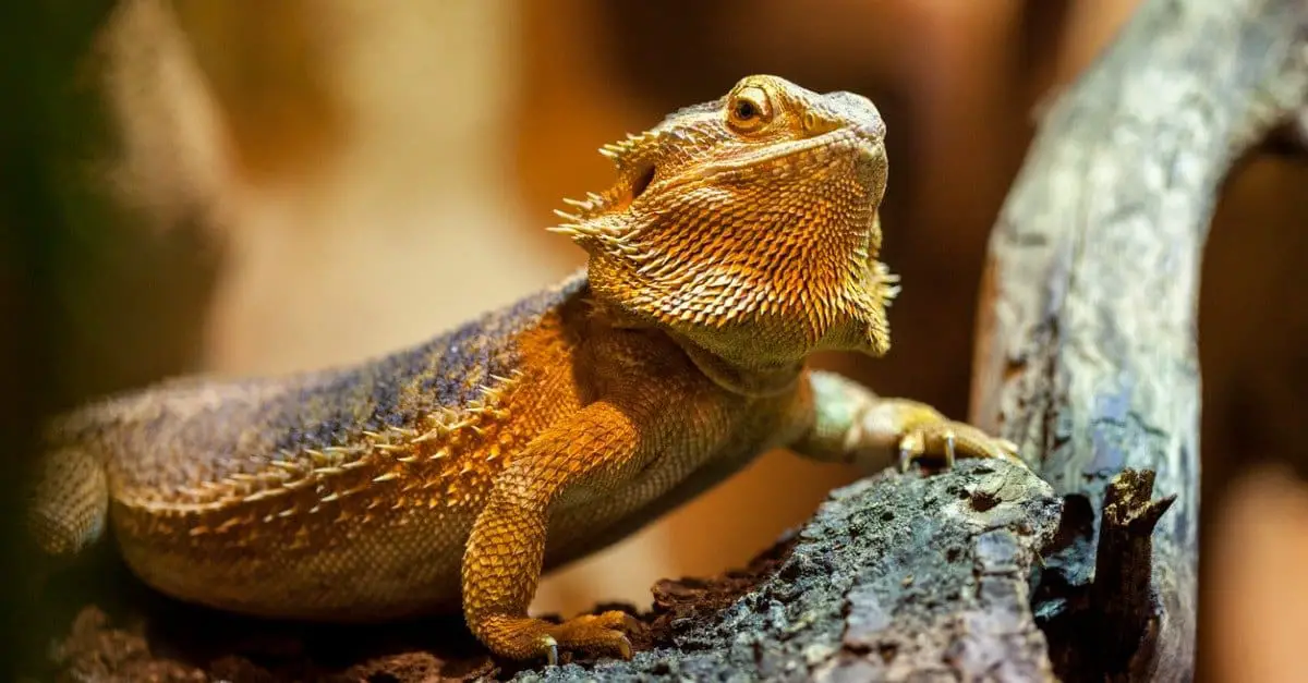Why Bearded Dragons Aren’t Growing?