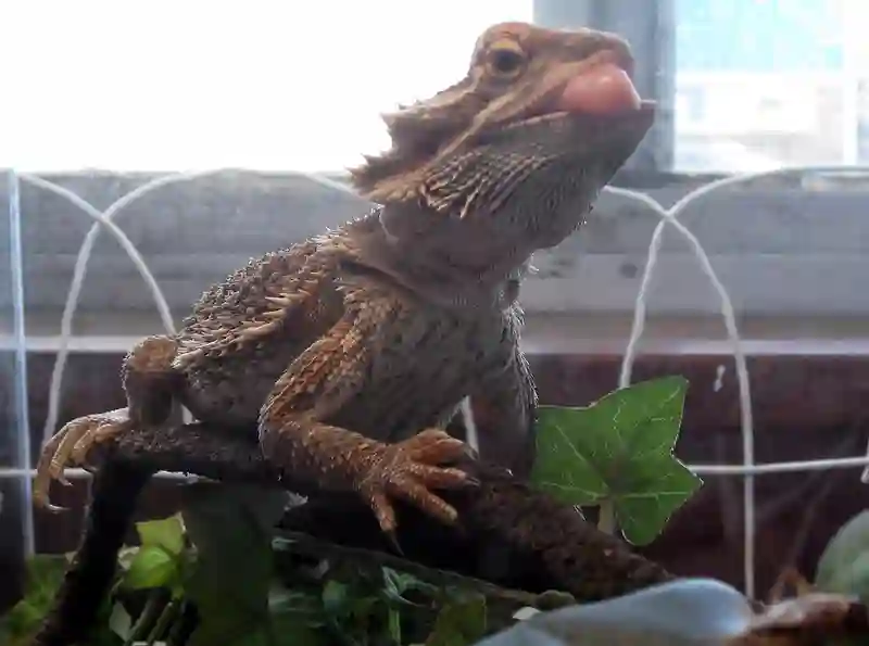 Why do bearded dragons puff up their stomach?