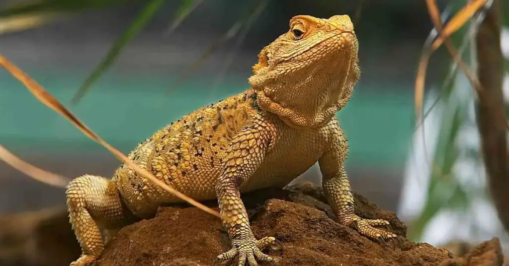 Why Observing a Bearded Dragons Behavior is Important