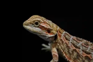 19 Types of Bearded Dragon Morphs, Colors & Species